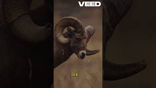 Hunting amp Conservation Mouflon Sheep 2022 [upl. by Adlog701]