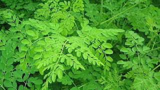 The numerous benefits derived from the Moringa tree [upl. by Oinegue411]