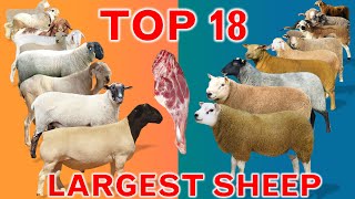 Top 18 Largest Sheep Meat Breeds in the World  Domestic Sheep Breeds  Country by Country  Ramadan [upl. by Car]