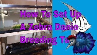 How To Set Up A Zebra Danio Breeding Tank  Easy Fish To Breed [upl. by Hayden775]