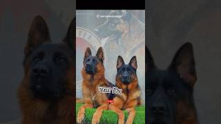 Kangal Dog Vs German Shepherd fight facts knowledge pitbull shortsfeed dog shorts [upl. by Nive]