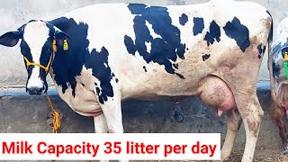 Hf Cow 2nd lactation Milk Capacity 35 litter day [upl. by Means421]