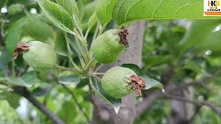 Gibberellic acid are very important fruit setting and Fruit Russeting [upl. by Byrom]