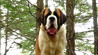 Lasquites Saint Bernards [upl. by Einnaffit749]