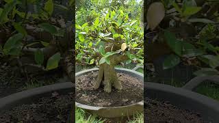 Bonsai Loa Ficus Racemosa Size Small  Mame bonsai shorts bonsailoa [upl. by Shirline681]