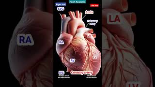 Heart anatomy ♥️l Parts of heart l हार्ट एनाटोमी l shorts heart [upl. by Celtic963]