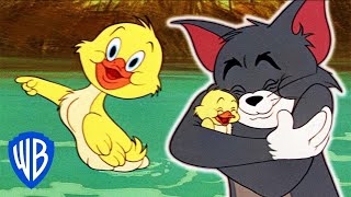 Tom y Jerry en Español  Los Mejores Momentos de Little Quacker  WB Kids [upl. by Burdelle]