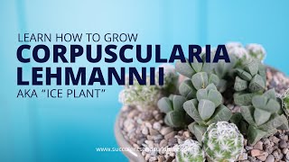 Corpuscularia lehmannii quotIce Plantquot has a deceptive name [upl. by Hoban]