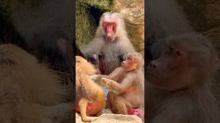 Hamadryas Baboon  Singapore Zoo [upl. by Trueman]