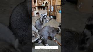 This man rescued five wandering raccoons and gave them a warm home animalshorts shortvideo [upl. by Irbua]