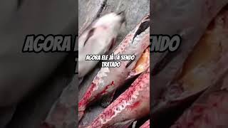 PESCA DE CUIÚ NO AMAZONAS✅ [upl. by Eimat]