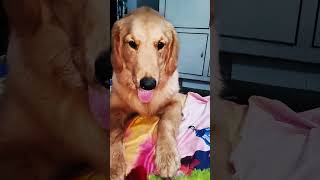 Toy ki jaan le li pashu ne😁😘🥰🫶goldenretriever pashmeena dogshorts doglover [upl. by Aihcila]