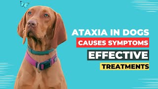 Ataxia in Dogs Causes Symptoms and Effective Treatments [upl. by Notsew]