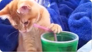 Kitty Drinks From Straw [upl. by Alvita704]