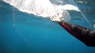 Giant Pyrosome pyrosoma Tenerife El Tablado [upl. by Gnik684]