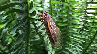 Cicada “scream” [upl. by Dermot]