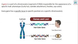 PolymorphismKaryotypeBiologyG11Lecture1 [upl. by Ttenyl]