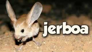 JERBOA [upl. by Etteuqaj]