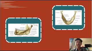 Anatomi dan Mandibula [upl. by Notsur]