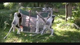 Coquerels Sifaka with mirror enrichment  Sacramento Zoo [upl. by Meibers778]