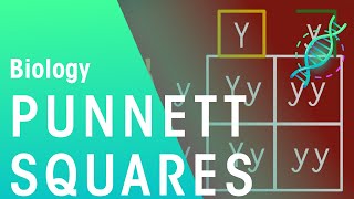 Punnett Squares  Genetics  Biology  FuseSchool [upl. by Silera]