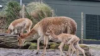 Vicuña geboren in Diergaarde Blijdorp Rotterdam [upl. by Selden418]