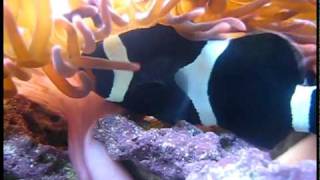 Clownfish Laying Eggs May 2010 [upl. by Scott68]