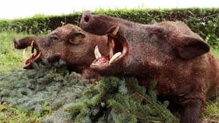 Treibjagd auf Wildschwein – Slowakei  Hunting for wild boar  Slovakia [upl. by Jenny259]