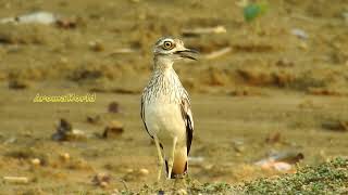 Indian Thick Knee  Stone Curlew Call [upl. by Iggem]