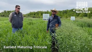 TriCal Gainer™ Triticale is a perfect choice for the Upper Midwest [upl. by Asyram399]