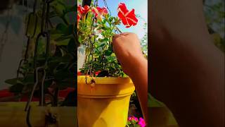 Pinching for more flowering in petunia gardenflowers gardeningtips shortsfeed shorts viralshort [upl. by Adnaloy]