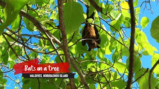 Bats in the Maldives [upl. by Anileve]