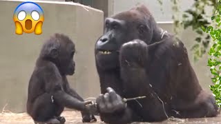 An instant lreaction of mother gorilla Adorable baby gorilla 😍 [upl. by Ymma]