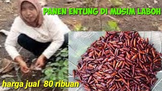 Tradisi Unik Panen Entung Di Hutan Jati Lamongan Jombang [upl. by Htidirem957]