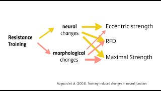 Rekrutierung und neuronale Anpassung [upl. by Lieno]