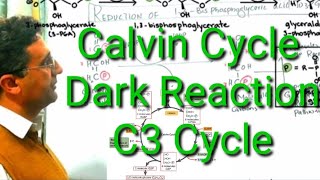 Dark Reaction of photosynthesis Calvin Cycle very well explained [upl. by Aneloj456]