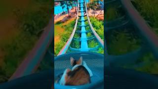 Cats Playing With A Roller Coaster 😂 [upl. by Ivar]