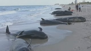 Whale pod beaches on Florida coastline [upl. by Jenni179]