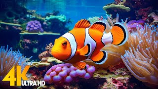 Aquarium 4K VIDEO ULTRA HD 🐠 Beautiful Coral Reef Fish  Relaxing Sleep Meditation Music 13 [upl. by Llib]