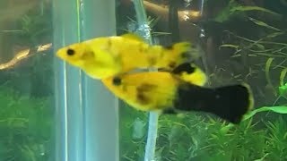 How to tell molly fish gender and how mollies mate [upl. by Nimaynib]