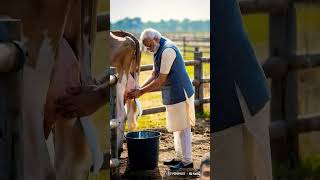 When Narendra Modi gets milk from cows Narendra Modi farming animatedcartoon [upl. by Swift660]