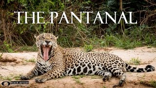 Pantanal  Wildlife Adventure in Brazil Full HD [upl. by Ridglee]