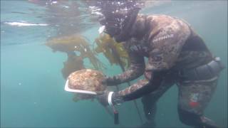 Red Triangle Spearfishing Trophy abalone diving the Mendocino coast [upl. by Culosio669]