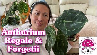 Plant Unboxing Anthurium Regale amp Forgetii [upl. by Drarreg]