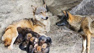 Wolf Giving Birth To Many Cute Puppies In The Wild [upl. by Fridlund329]