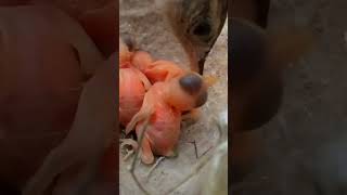 Zitting cisticola bird babies P 2 shorts [upl. by Perlman]