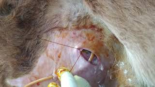 Urolithiasis।। Tube Cystostomy Of Calf।।Surgical Correction of Urethral Obstruction।। Dr Alokesh Vet [upl. by Amsirak]