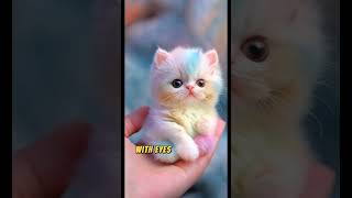 Cutest Colorful Kitten with Hypnotizing Eyes 😻💖 cat funnycats yourcat yourpet [upl. by Accissej]