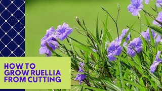 HOW TO GROW RUELLIA MEXICAN PETUNIA FROM CUTTING EASY WAY BEAUTIFUL BUSHY AND WORKS 100 [upl. by Ireland885]