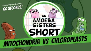 Mitochondria vs Chloroplasts  Amoeba Sisters Shorts [upl. by Enid103]